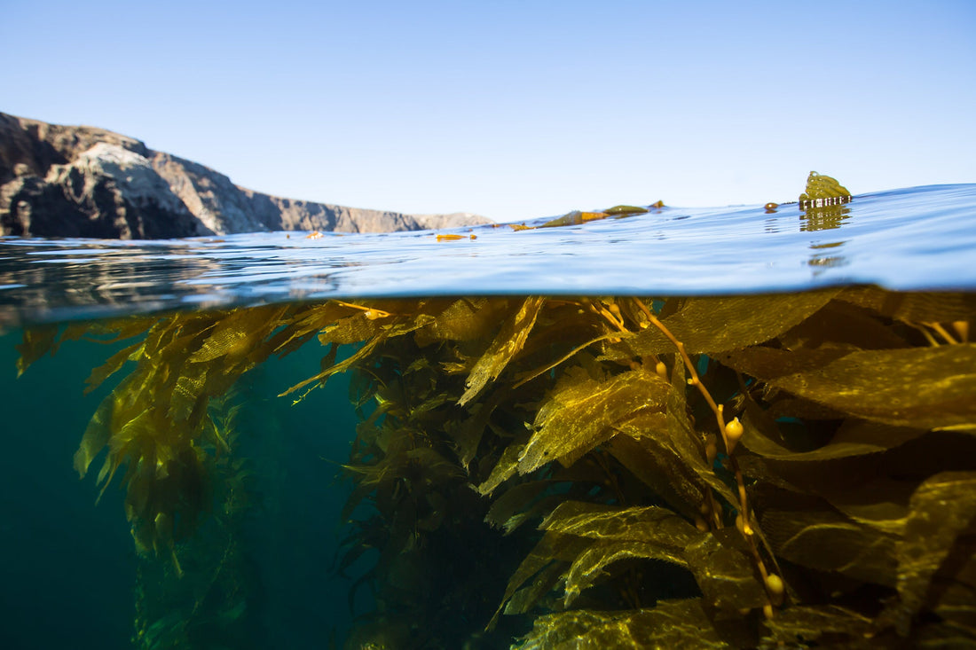 The Benefits of Kelp in Skincare