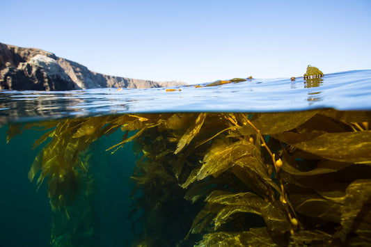 The Benefits of Kelp in Skincare