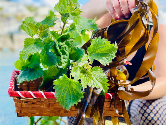 Why April is a Beautiful Time to Forage Kelp & Nettle in Cornwall