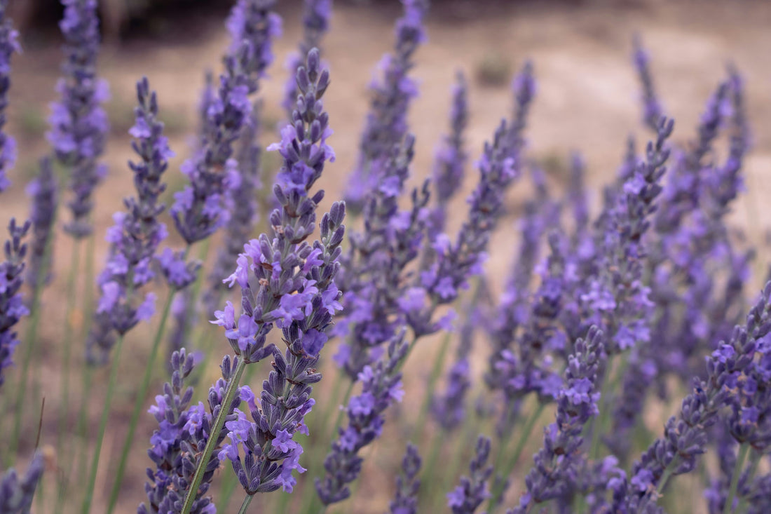 The Psychology of Smell: How Essential Oils Can Enhance Your Mood and Well-being