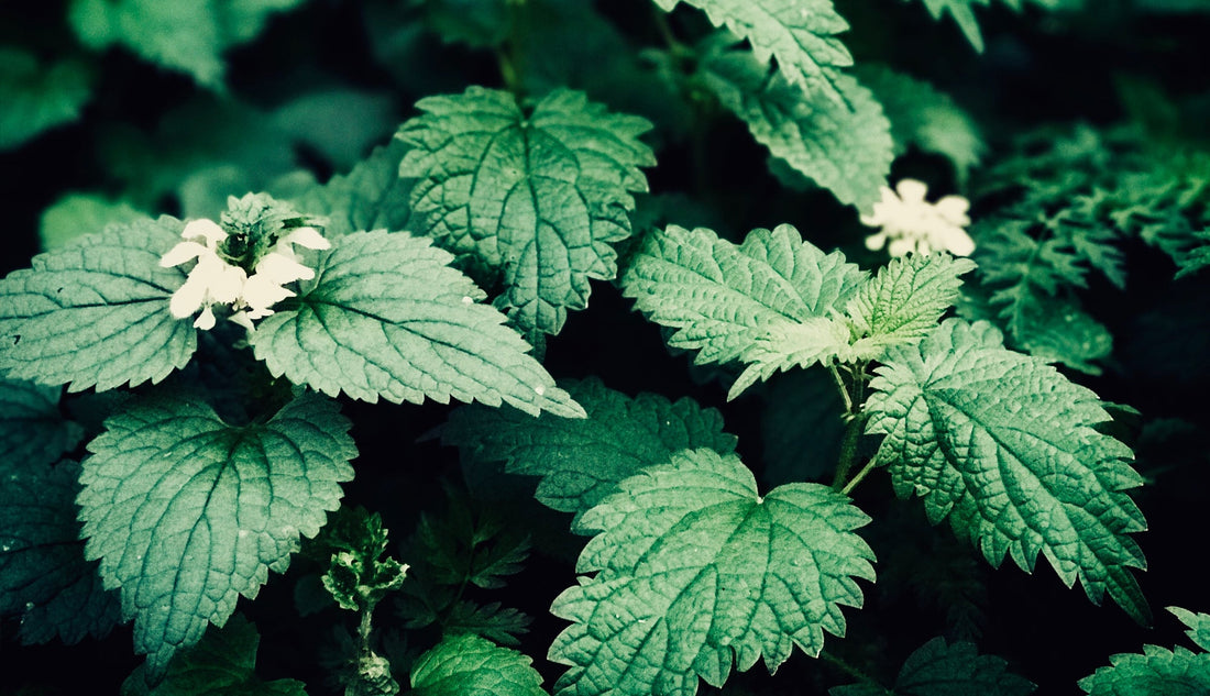 The Benefits of Nettle in Skincare